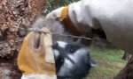 Waschbär aus Stacheldrahtzaun gerettet