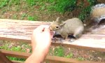 Funny Video : Mein Freund das Eichhörnchen