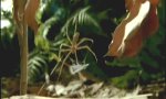 Lustiges Video : Spinne mit besonderer Taktik