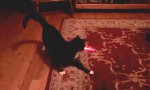 Auto-Laser-Cat