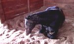 Funny Video : Was macht ein Pferd vorm Schlafengehen?