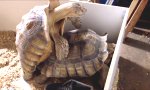 Funny Video : Turtle Bros