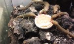 Lustiges Video : Gecko Snackpause