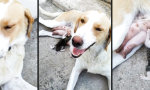 Funny Video : Hundemama stillt ausgesetztes Kätzchen