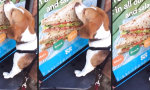 Lustiges Video : Gebt dem Hund ein Sandwich!