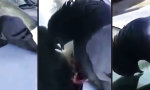 Lustiges Video : Verkaterte Taube