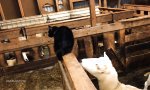 Funny Video : Schaf rächt sich an nerviger Katze