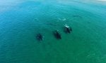 Funny Video : Buckelwale auf Küstenbesuch