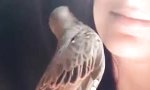 Lustiges Video : Der Hals/Nasen/Ohren-Vogel
