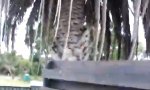 Lustiges Video : Kleiner Koala wagt großen Sprung