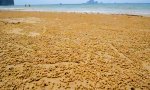 Funny Video - True Facts: Die Sandkugel-Krabbe