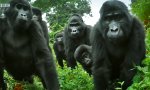 Movie : Skeptische Gorilla-Bande