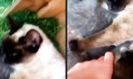 Funny Video : Der Nippel-Kuckuck im Katzennest