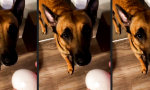Lustiges Video : Nicht der hellste Hund auf der Kerze