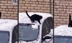 Funny Video : Schnee ist besser als Mäusekino