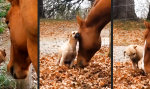 Funny Video : Pferdeflüsterer mit kalter Schnauze