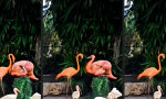 Funny Video : Flamingo trifft auf Flamm-Ingo