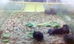 Funny Video : Hamster Shake
