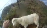 Rettung eines Schafs