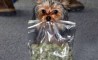 Fun Pic - Donnerstags Fun PicDump #10 - 50