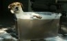 Fun Pic - Donnerstags Fun PicDump #36 - 115