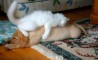 Fun Pic - Donnerstags Fun PicDump #64 - 92