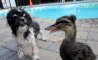Fun Pic - Donnerstags Fun PicDump #93 - 110