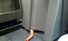 Fun Pic - Donnerstags Fun PicDump #110 - 36