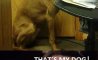 Fun Pic - Donnerstags Fun PicDump #123 - 48