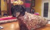 Fun Pic - Donnerstags Fun PicDump #129 - 120