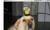 Fun Pic - Donnerstags Fun PicDump #147 - 115