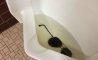 Fun Pic - Donnerstags Fun PicDump #147 - 155