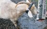 Fun Pic - Donnerstags Fun PicDump #163 - 5