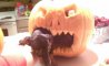 Fun Pic - Donnerstags Fun PicDump #173 - 99