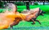 Fun Pic - Donnerstag Fun PicDump #305 - 85