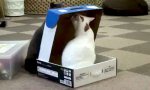 Lustiges Video : Katze im Karton