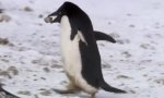 Funny Video : Neue Spezies: Der Schlitzohr-Pinguin