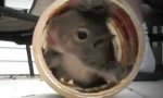 Movie : Erdnussbutter fürs Eichhörnchen