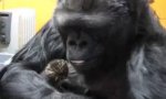 Funny Video : Koko und die Babykätzchen