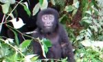 Funny Video : Kleiner Gorilla ganz groß
