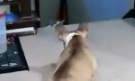 Bulldogge vs Katze