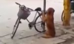 Movie : Fahrrad-Wegfahrsperre