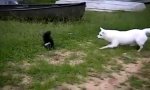 Funny Video : Hund vs Skunk