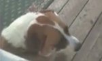 Movie : Wachhund?