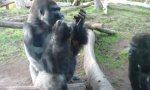 Lustiges Video : Neulich im Zoo