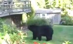 Lustiges Video : Bärenlaune