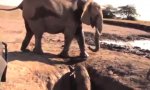 Lustiges Video : Rettung eines Elefantenbabys