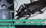 Lustiges Video - Super-Insekten