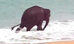 Funny Video - Elefant am Strand
