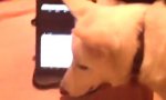 Funny Video - I need Cash now - Dog Version